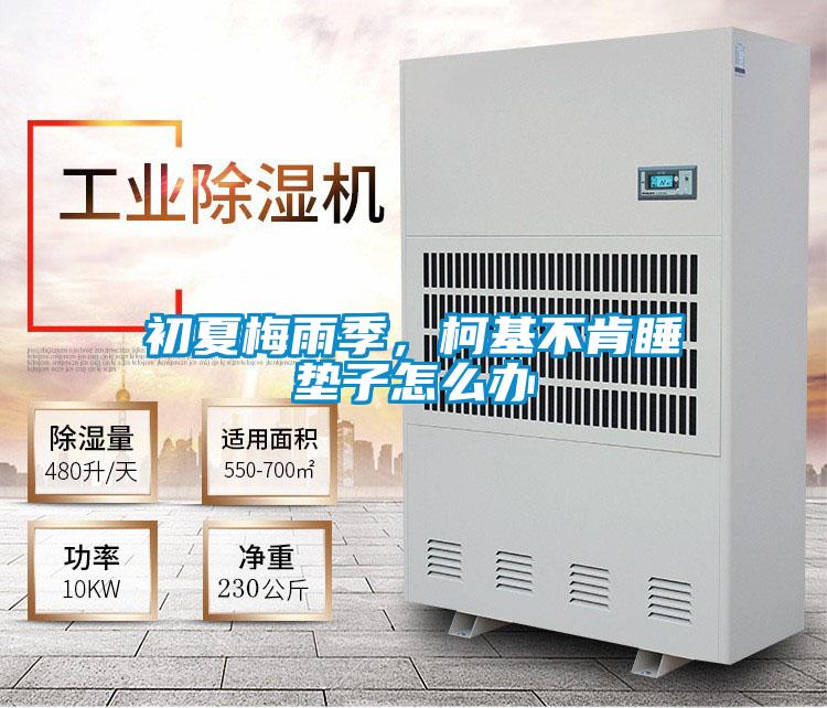 初夏梅雨季，柯基不肯睡墊子怎么辦