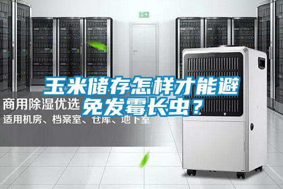 玉米儲存怎樣才能避免發(fā)霉長蟲？